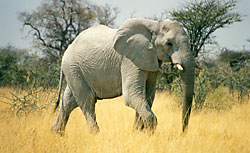 Elephant in Etosha