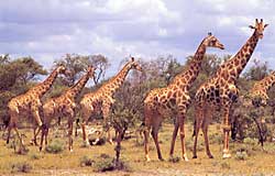 Etosha Giraffen