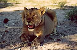 Loewe in Etosha