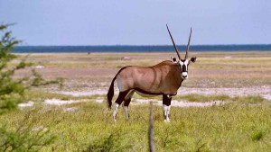 Oryx Antilope Etosha